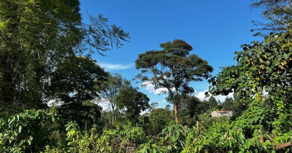 Plots for Sale in Kawaida